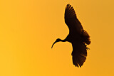 Image. Australischer Ibis