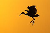Image. Australischer Ibis