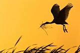 Image. Australischer Ibis