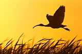 Image. Australischer Ibis