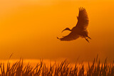 Image. Australischer Ibis