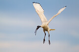 Image. Australischer Ibis