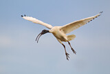 Image. Australischer Ibis