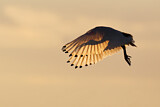 Image. Australischer Ibis