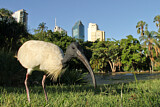 Image. Australischer Ibis