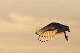 Image. Australischer Ibis