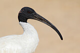 Image. Australischer Ibis