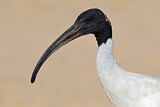Image. Australischer Ibis