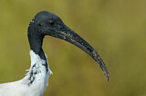 Image. Australischer Ibis