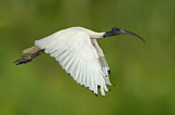 Image. Australischer Ibis