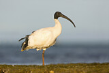 Image. Australischer Ibis