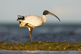 Image. Australischer Ibis