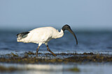 Image. Australischer Ibis