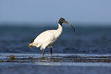 Image. Australischer Ibis