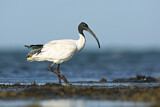 Image. Australischer Ibis