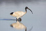 Image. Australischer Ibis