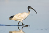 Image. Australischer Ibis