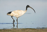 Image. Australischer Ibis