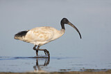 Image. Australischer Ibis