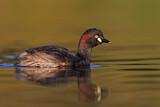 Image. Australischer Zwergtaucher