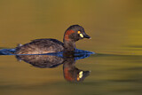 Image. Australischer Zwergtaucher