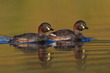 Image. Australischer Zwergtaucher