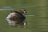 Image. Australischer Zwergtaucher