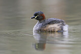 Image. Australischer Zwergtaucher