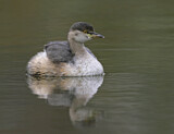 Image. Australischer Zwergtaucher