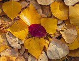 Image. Autumn Foliage in Indian Summer
