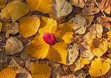 Image. Autumn Foliage in Indian Summer