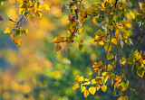 Image. Autumn Foliage in Indian Summer