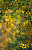 Image. Autumn Foliage in Indian Summer