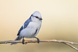 Image. Azure Tit