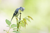 Image. Azure Tit