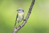 Image. Azure Tit