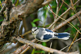 Image. Azure Tit