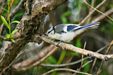 Image. Azure Tit