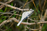 Image. Azure Tit