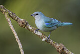 Image. Azure-shouldered Tanager