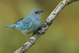 Image. Azure-shouldered Tanager