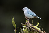 Image. Azure-shouldered Tanager