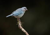 Image. Azure-shouldered Tanager