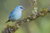 Image. Azure-shouldered Tanager