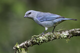 Image. Azure-shouldered Tanager