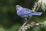 Image. Azure-shouldered Tanager