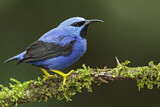 Image. Azurnaschvogel