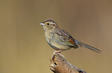Image. Bachman's Sparrow