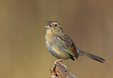 Image. Bachman's Sparrow