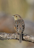 Image. Bachman's Sparrow